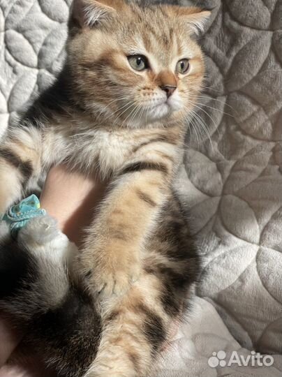 Продаются шотландские котята,2 девочки,1 мальчик