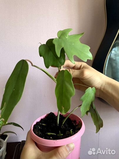 Филодендрон лучистый