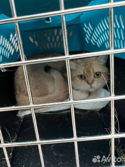 Британская кошка бесплатно