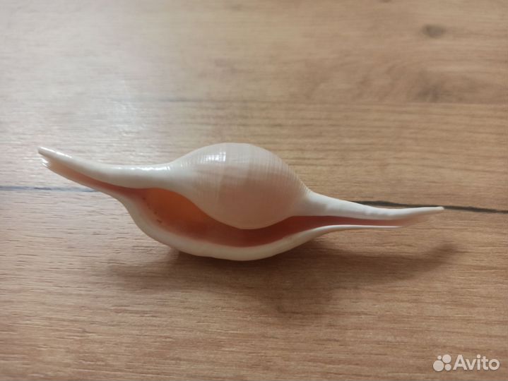 Морская раковина