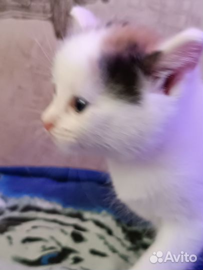 Отдам в добрые руки