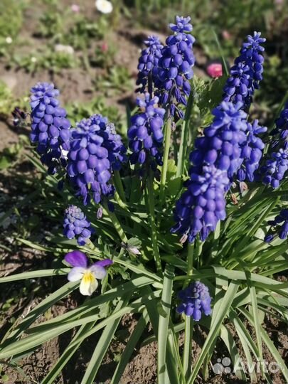 Цветы Крокусы Мускари