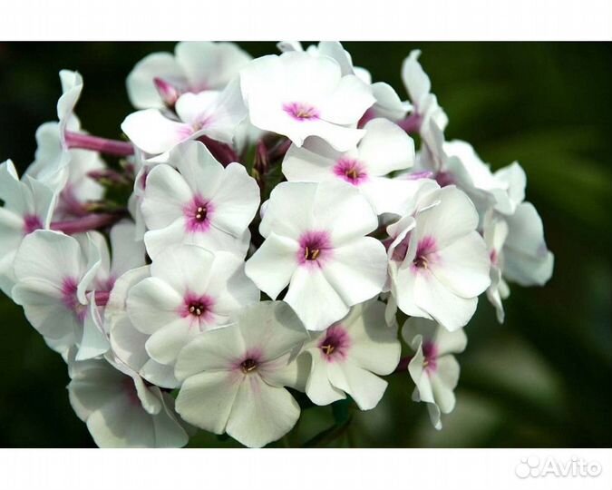 Флокс метельчатый San Antonio