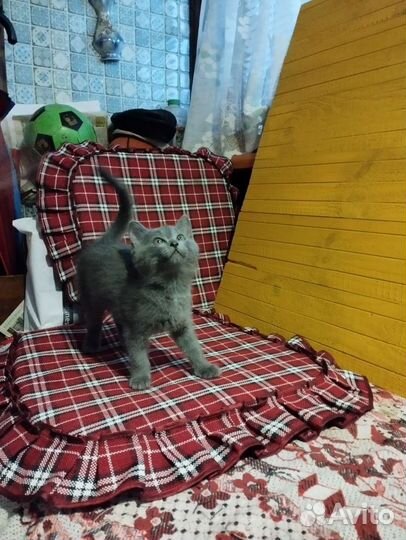 Котята в добрые руки бесплатно