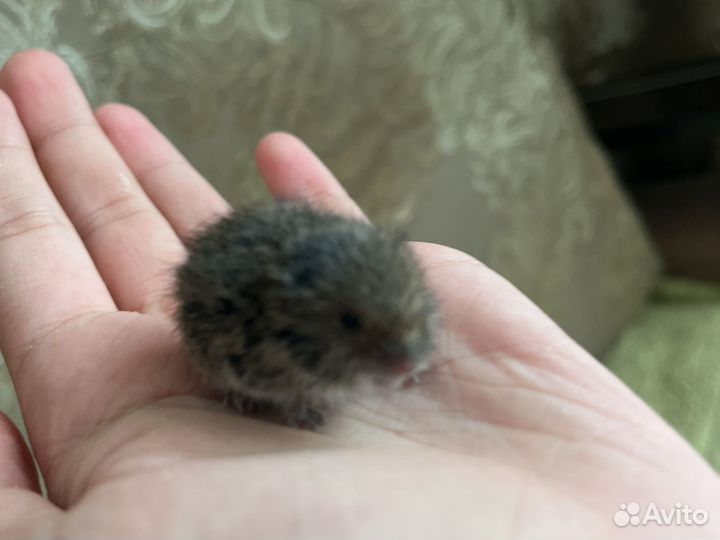 Мышь в добрые руки