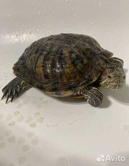 Красноухая черепаха