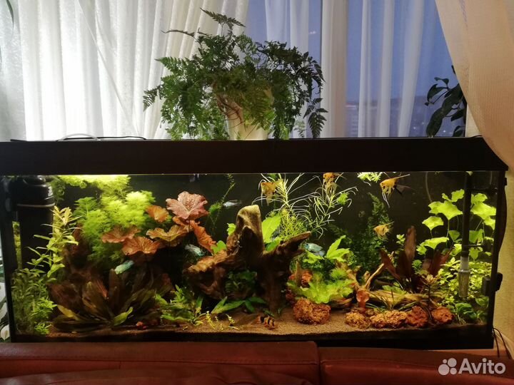 Аквариум с рыбками