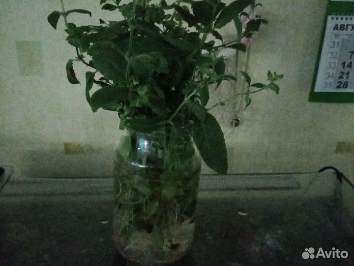 Мята садовая