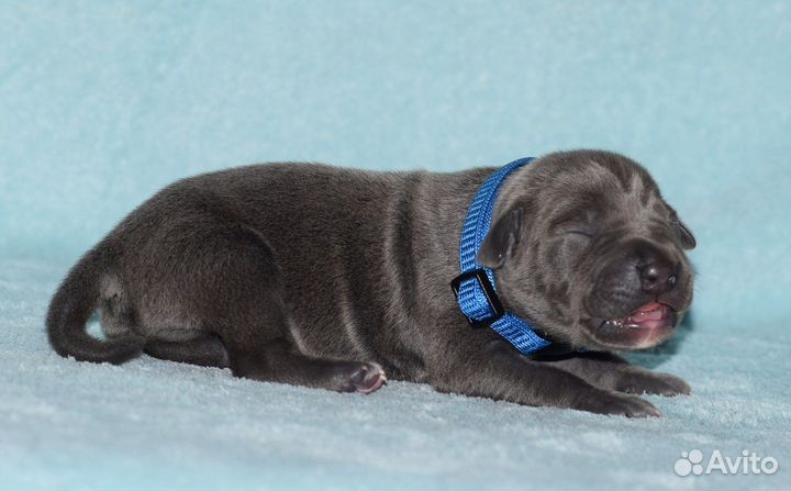 Щенок прайтер