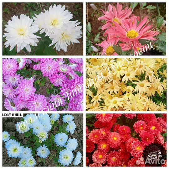 Хризантемы мультифлоры, корейские и кустовые