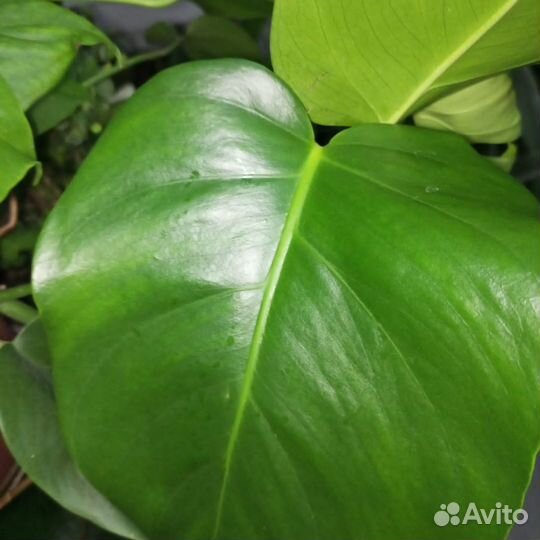 Искусственные цветы