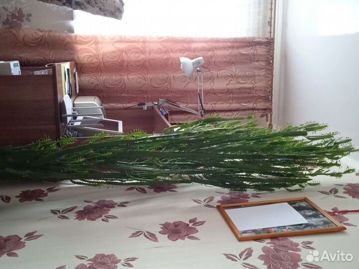 Кактусы и суккуленты