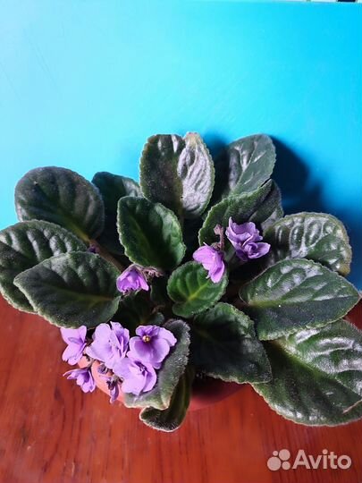 Фиалка в горшках