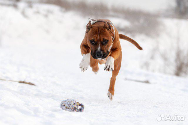 Вязка собак американский стаффордширский терьер