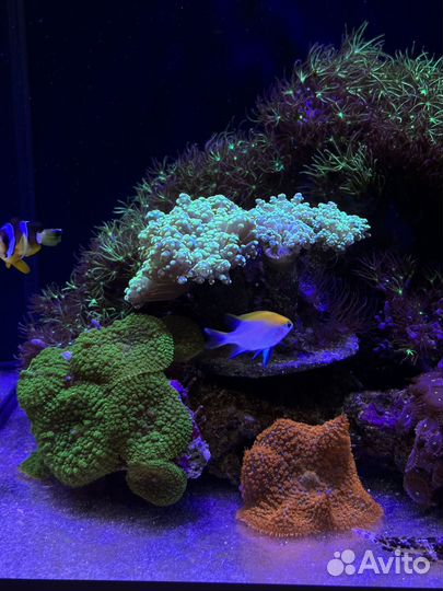 Морской аквариум