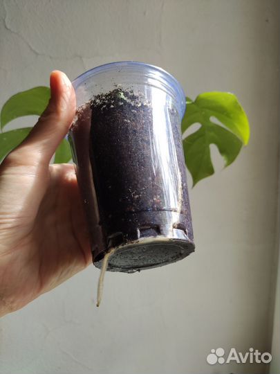 Монстера, Рафидофора, Хойя, бегония