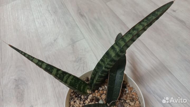 Сансивиерии сортовые