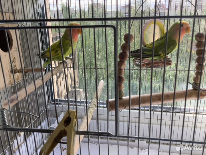 Попугай неразлучники