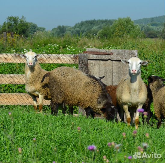 Ягнята барашки Катумские Романовские