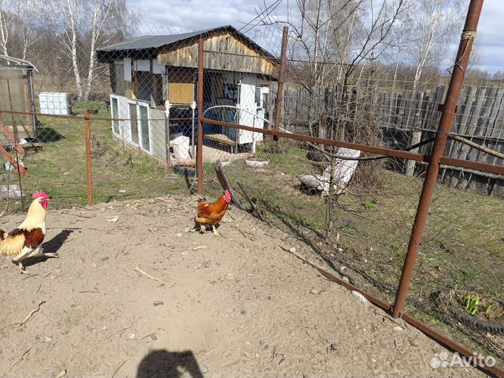 Домашние животные