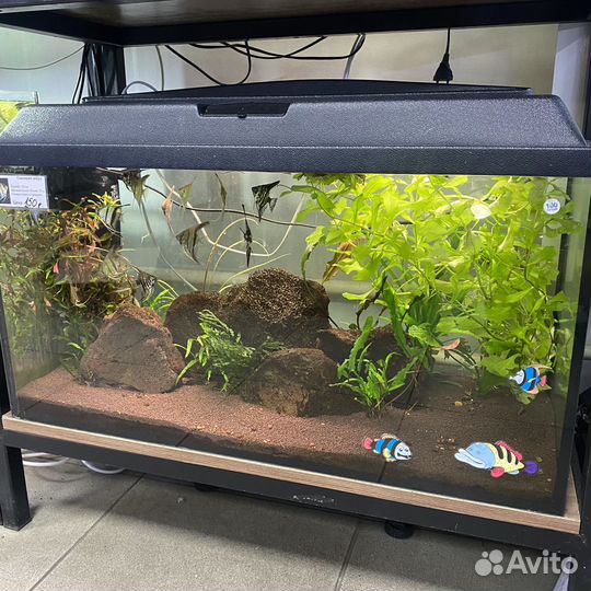 Растения для аквариума