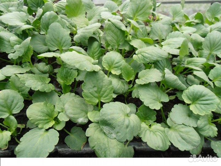 Рассада цветов анютины глазки - Виола - Петуния