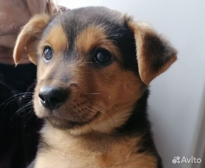 Собака щенок в добрые руки