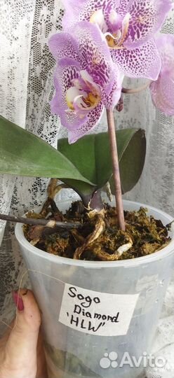 Орхидея фаленопсис бабочка