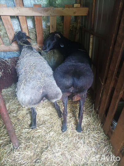 Бараны на мясо баранина