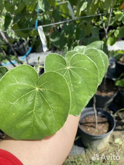 Растения Церсис канадский