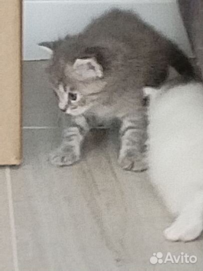 Котята в добрые руки даром бесплатно