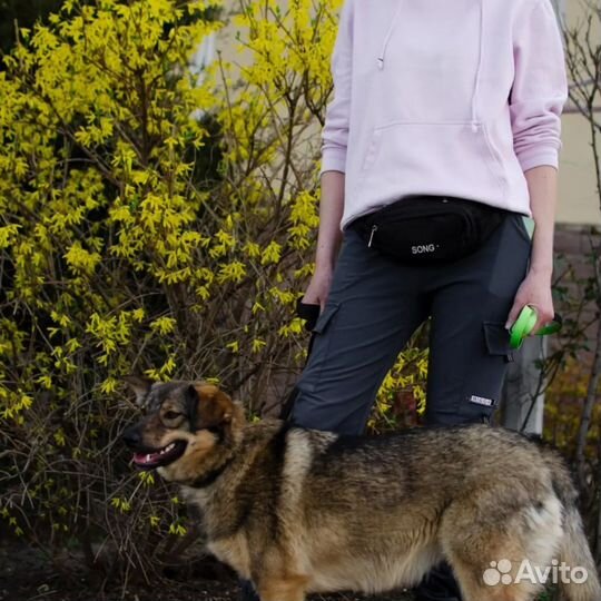 Собаки бесплатно