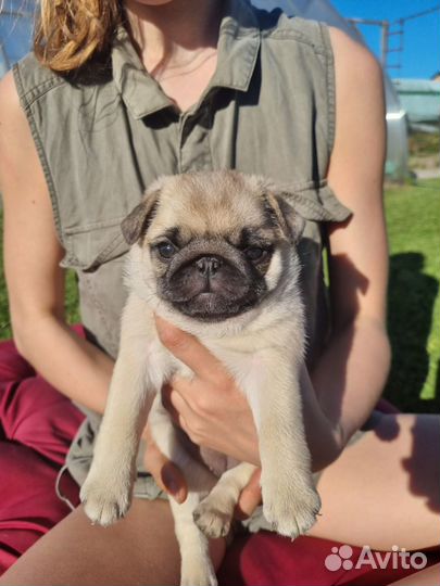 Щенки мопса