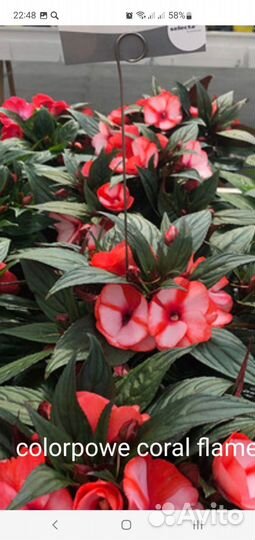 Бальзамин новогвинейский