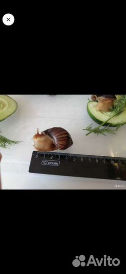 Улитка ахатина иммакулята