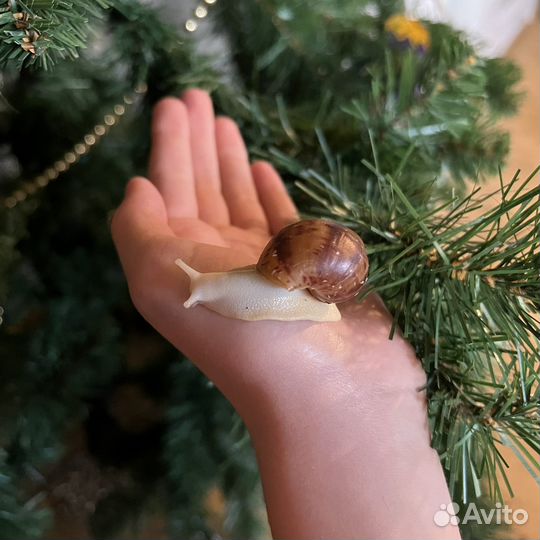 Улитки Архахатины Маргината Овум