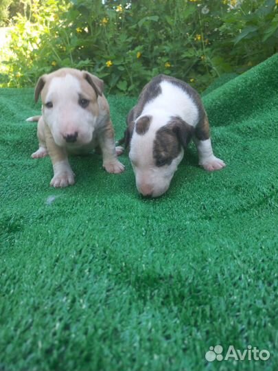 Стандартный бультерьер