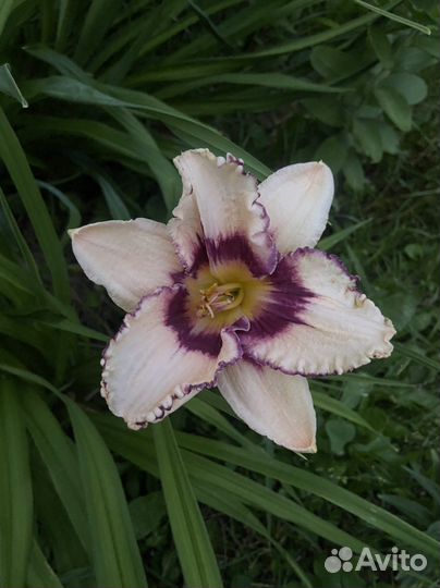 Лилейники сортовые