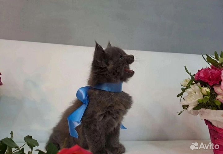 Котята мейн-кун