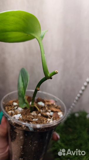 Сциндапсус Мунлайт (Scindapsus Moonlight)