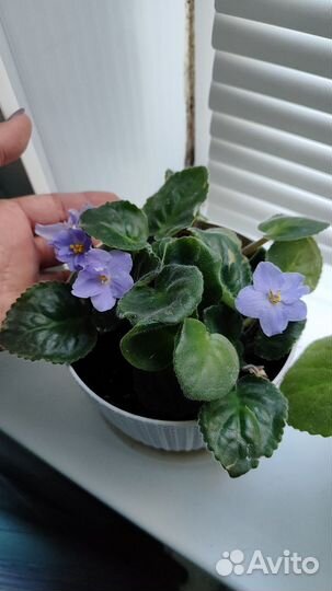 Комнатные цветы фиалки