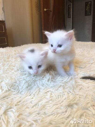 Отдам котенка в добрые руки