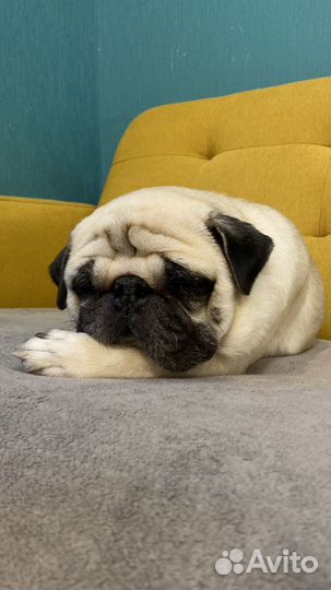 Передержка животных, Выгул, Догситтер, зооняня