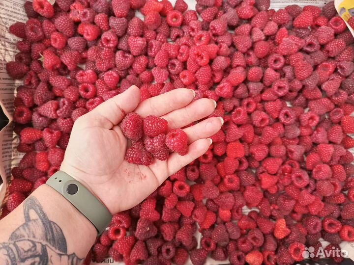 Продам саженцы Чёрная,Красная Сморода,Малина,крыж