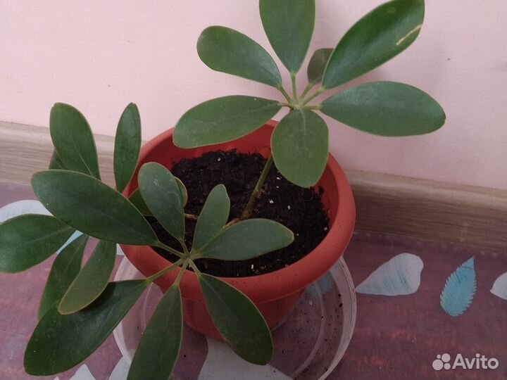 Комнатные цветы шефлера