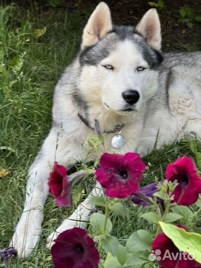 Хаски в добрые руки