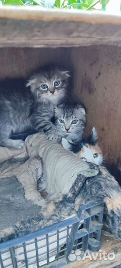 Котята в добрые руки