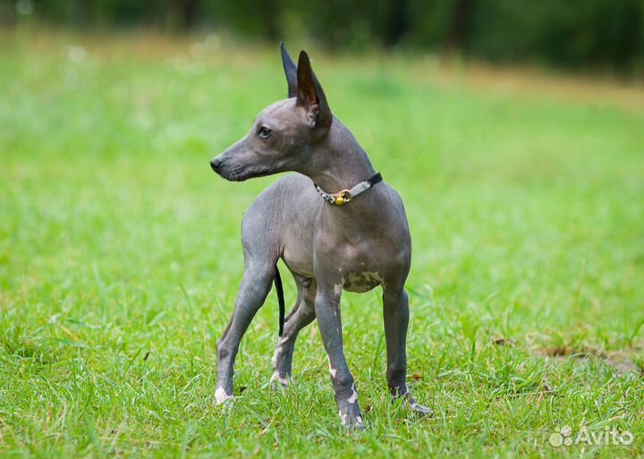 Средний малыш ксоло