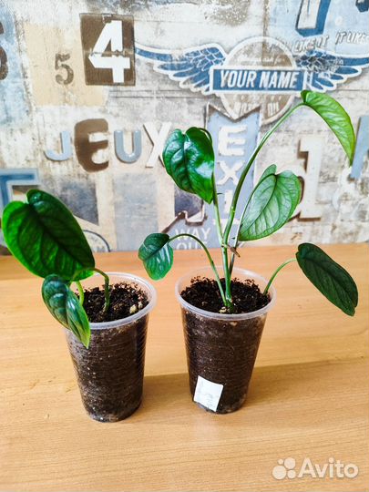 Эпипремиум, монстера, филодендрон