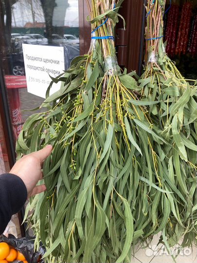 Эвкалиптовый веник